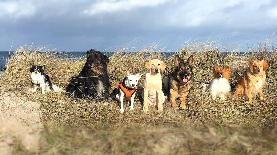 sieben hunde sitzen in einer düne vor dem meer