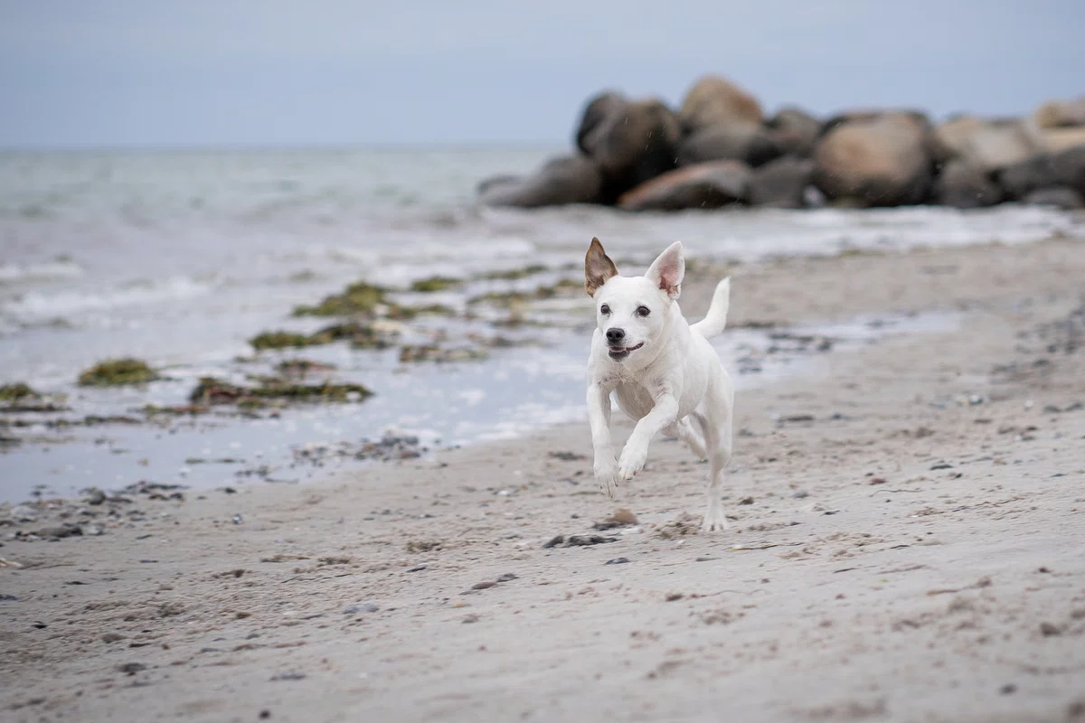 terrier kimba rennt am strand