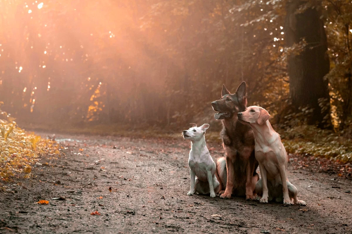 terrier kimba schäferhund hummel labrador klee im wald im herbst