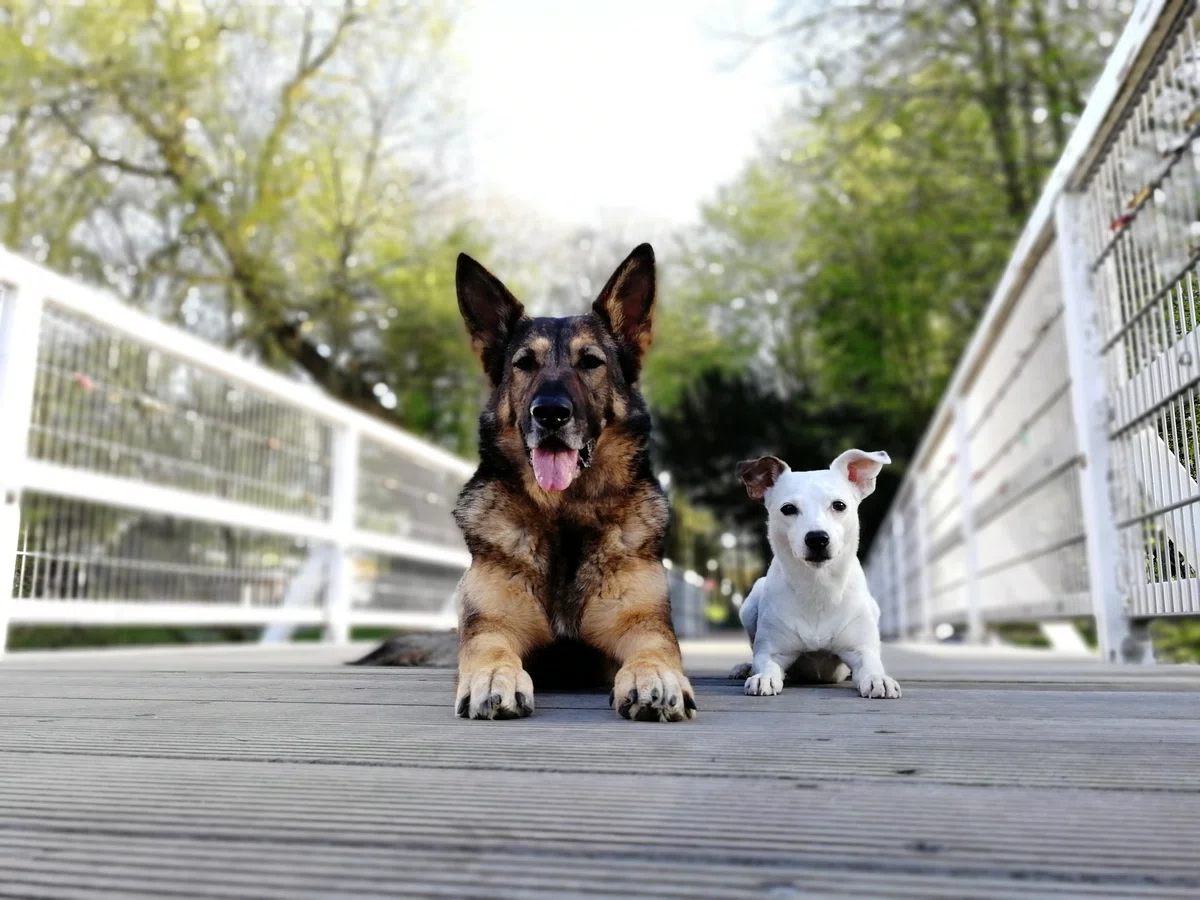 schäferhund hummel und terrier kimba liegen auf einer holzbrücke